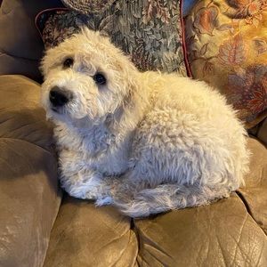 Meet your Posher, Chase